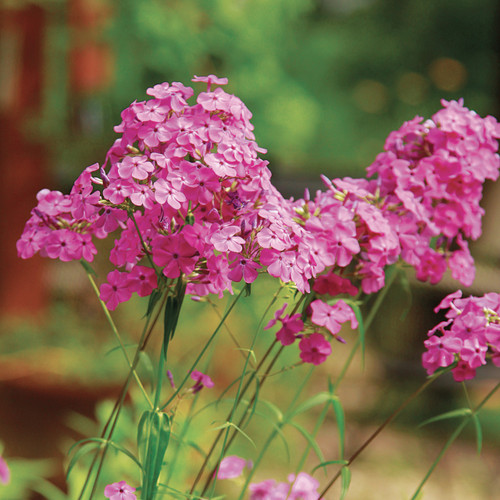 Phlox divaricata (Wild Sweet William)